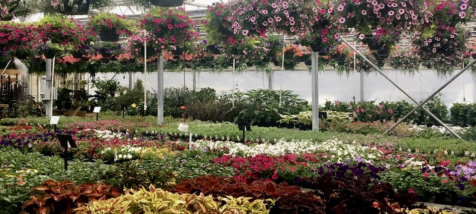 Display Beds Country Colors Greenhouse Ohio Featured